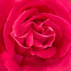 Meet your Posher, Alissa